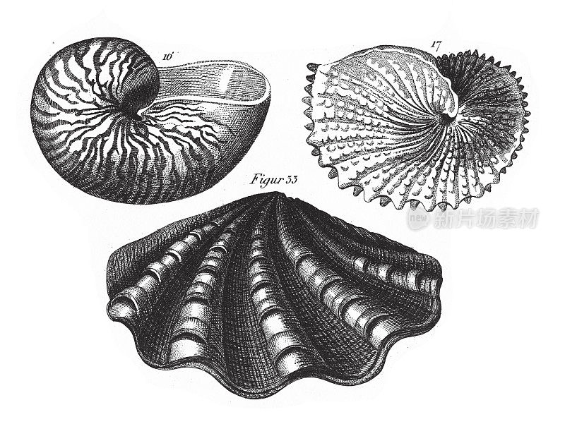 Argonauta Argo，软体动物门、棘皮动物门、栉水母门和节肢动物门的代表人物，雕刻古董插图，1851年出版